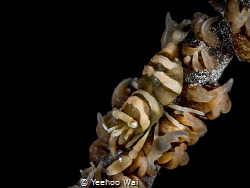 Anker's Whip Coral Shrimp (Pontonides ankeri)
Anilao, Ph... by Yeehoo Wai 